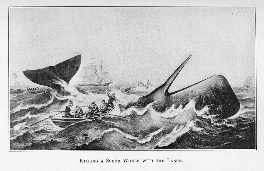The Real Moby Dick That Inspired Melville’s Classic Tale